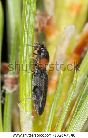 Click beetle, Cardiophorus ruficollis feeding on aphid, extreme close-up