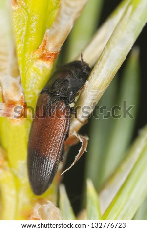 Click beetle (Ampedus balteatus) on fir, macro photo