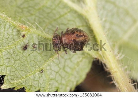 Sminthuridae , springtail on leaf, extreme close-up