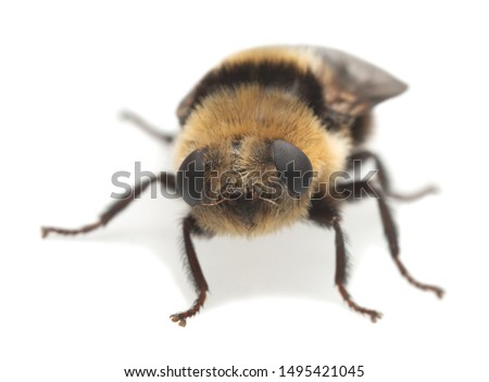 Adult moose nose botfly, Cephenemyia ulrichii isolated on white background. These flies are parasitic on moose and other deers for their larvae and can sometimes in rare cases attack human eyes. Stock fotó © 
