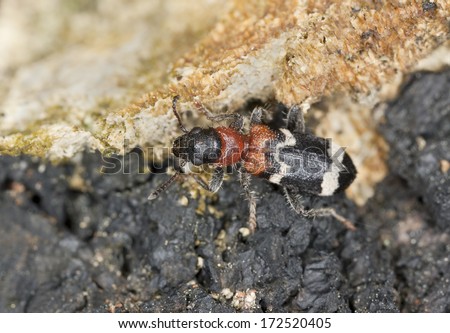 Ant beetle, thanasimus formicarius on burnt pine. This beetle is a predator on bark borers.