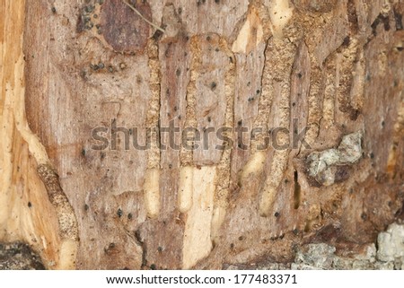 Damage after wood borers, scolytidae