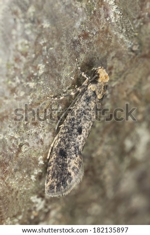 Brown-dotted Clothes Moth, Niditinea fuscella on wood