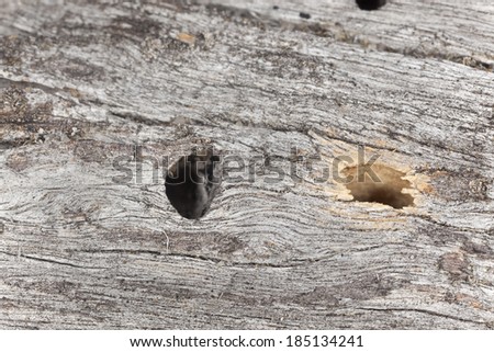 Hatching holes after beetles on pine wood