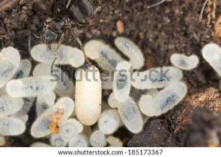 Lasius ant larva and egg, extreme close-up with high magnification