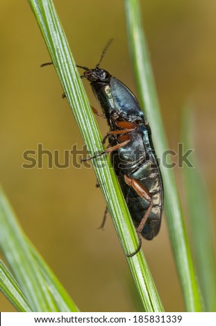 Click-beetle, Selatosomus aeneus on pine needle, macro photo