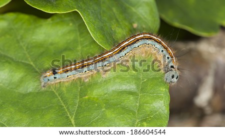 Lackey moth larva, Malacosoma neustria larva on leaf