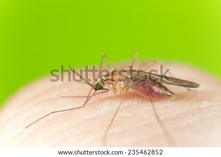 Anopheles mosquito sucking blood from human, extreme close-up