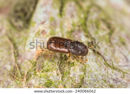 Hairy spruce bark beetle, Dryocoetes autographus