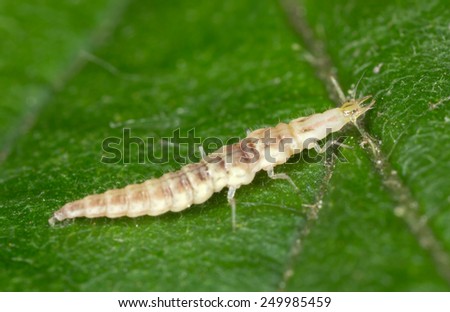 Green lacewing larva, Chrysopidae on leaf