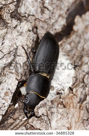 Lesser stag beetle (dorcus paralellipipedus) on old oak. Macro photo.