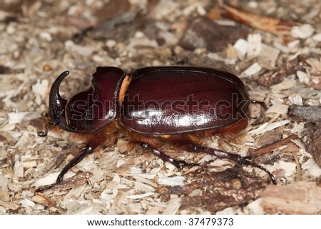 Rhino stag beetle (Oryctes nasicornis) Macro photo.