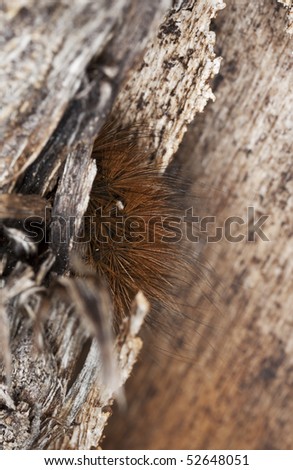 Small moth larvae hiding in tree. Macro photo.