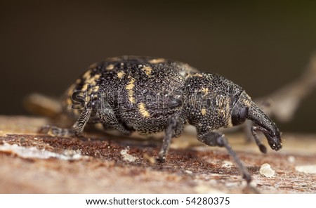 Snout beetle (Hylobius abietis) Macro photo. This beetle is a pest on pine trees.