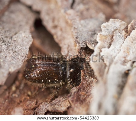 Extreme close-up of a Bark borer working on wood, this beetle is a major pest on woods,