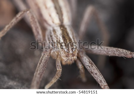 Running crab spider. Extreme close-up with high magnification.