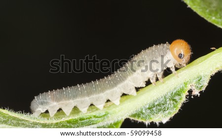Moth larvae on stem Extreme close-up.