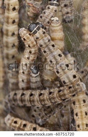 Macro photo of Ermine moth lavae in communal web. The Ermine moth larvae is a pest in agriculture and forests.