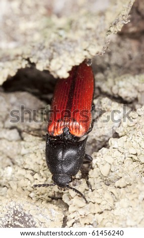 Click beetle on tree, macro photo