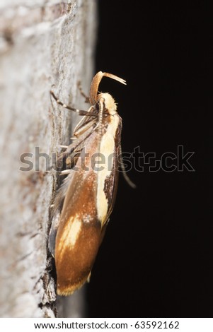 Small moth sitting on tree, extreme close-up with high magnification