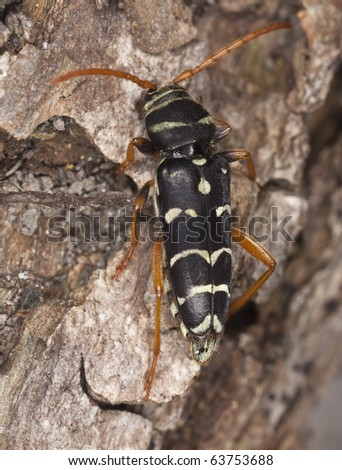 Plagionotus arcuatus sitting on oak. Macro photo. This beetle is common on a variety of deciduous trees.