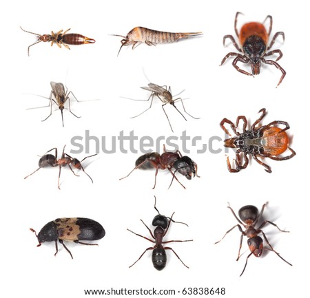 Pests And Vermins On Human And In Humans Homes Stock Photo 63838648 ...