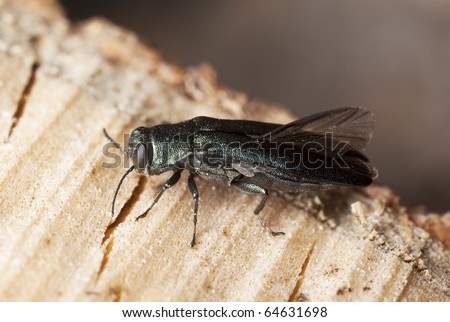 Metallic wood boring beetle (Agrilus) on wood, macro photo