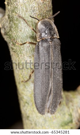 Male common glow-worm (Lampyris noctiluca)