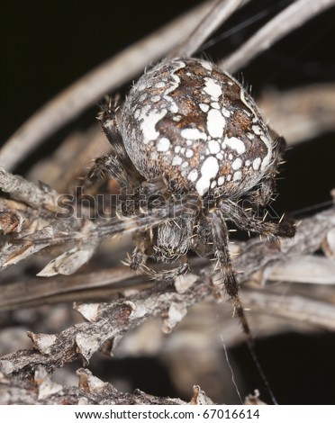 Cross spider (Araneus diadematus) extreme close-up, focus on eyes