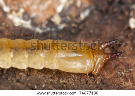 Cardinal beetle larvae (Pyrochroa coccinea) extreme close up abdomen