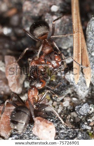 Wood ants (Formica rufa) pulling dead ant each side, extreme close-up with high magnification