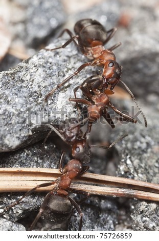 Wood ants, Formica pulling dead ant each side, extreme close-up with high magnification