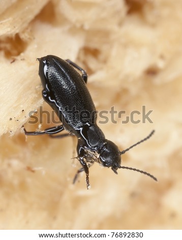 Black beetle stuck in resin, extreme close up with high magnification, focus on eyes