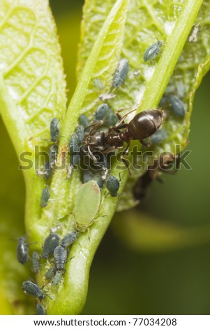 Black ants, Lasius harvesting on aphids, extreme close up with high magnification