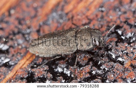 Metallic wood boring beetle on wood