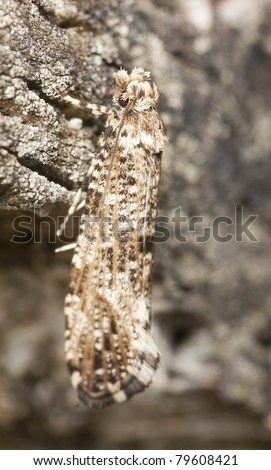 Small moth camouflaged