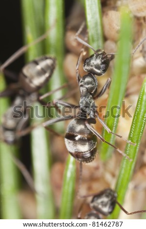 Black ants (Lasius niger) harvesting on aphids, extreme close up with high magnification