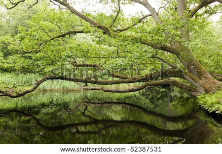 Bright sunlight shining through the leaves of an oak tree reaching over a river, reflection in water