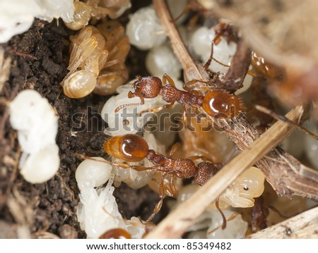 Red ants (Myrmicinae) rescue of larva, extreme close-up with high magnification