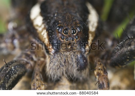 The face of the Raft spider, dolomedes fimbriatus