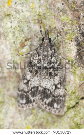 Small moth camouflaged on tree, macro photo