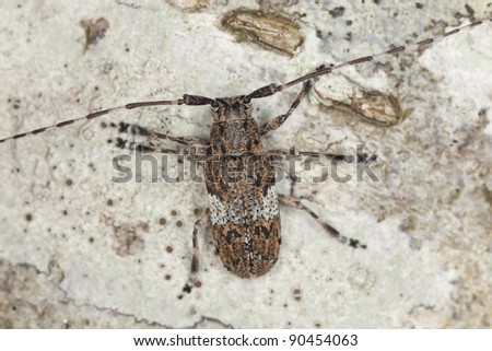 White-clouded longhorn beetle (Mesosa nebulosa) sitting on oak, macro photo
