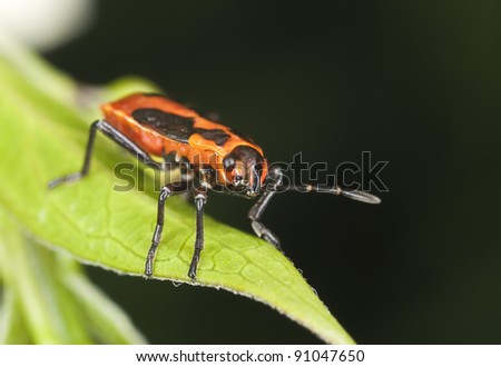 Firebug sitting on leaf, extreme close up with high magnification, focus on eyes