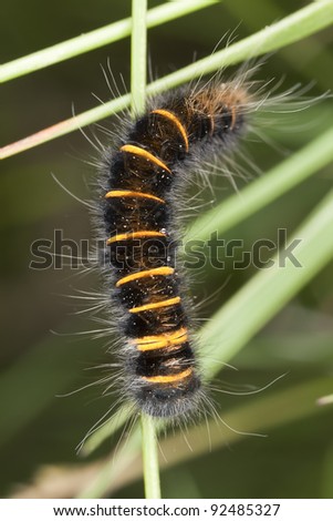 Moth larva on stem, macro photo