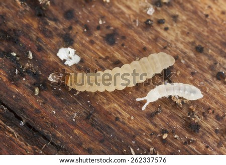 Beetle larva and springtail on wood