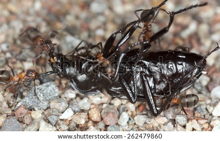 Wood ants, formica working together to transport ground beetle, carabidae