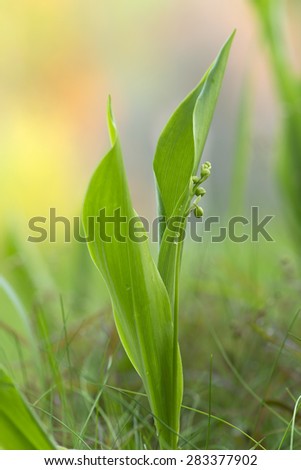 Lily of the valley, Convallaria majalis not yet in bloom, sunlight in the background