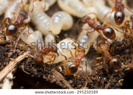 Myrmica ants larva rescue