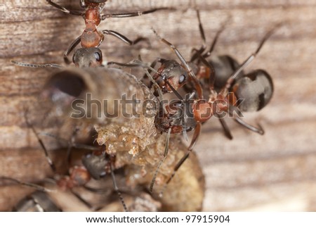 Wood ants (Formica rufa) transporting dead moth larva, extreme close-up with high magnification
