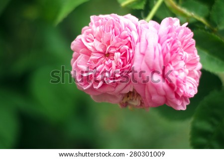 Ancient variety of damask rose \
